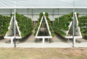Hydroponically grown Strawberry vines growing in a hothouse